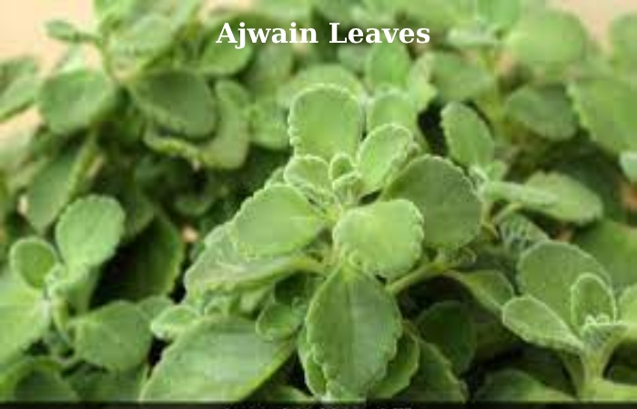 Ajwain (1)