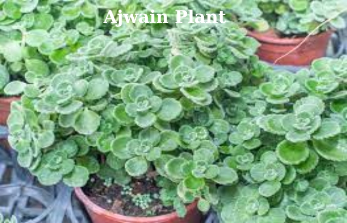 Ajwain (2)