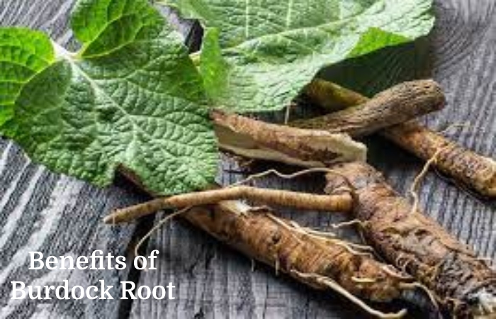 Burdock Root (1)