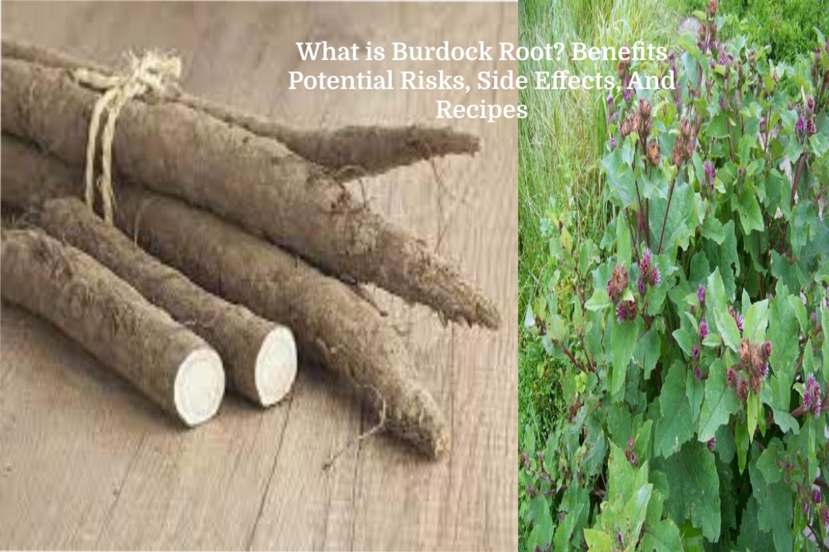 Burdock Root
