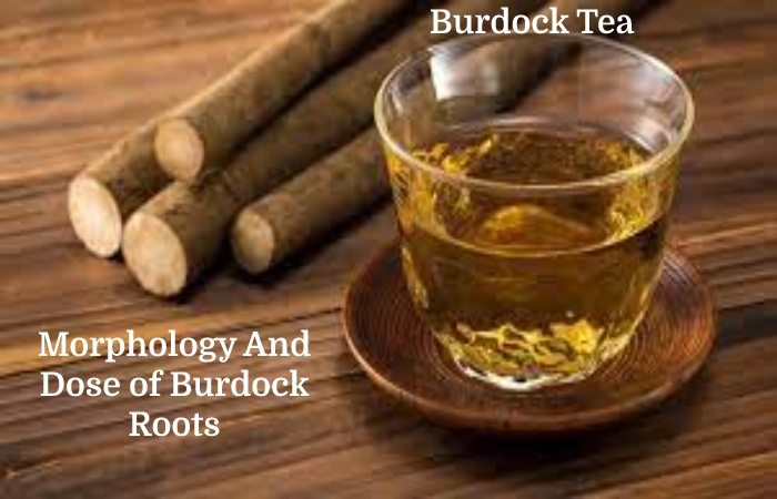 Burdock Root 