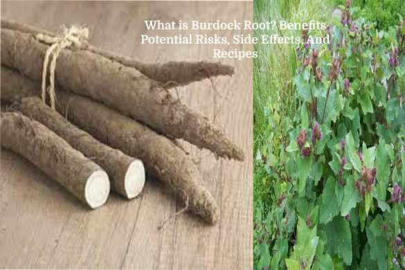 Burdock Root