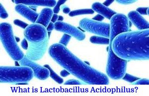 Lactobacillus Acidophilus (1)