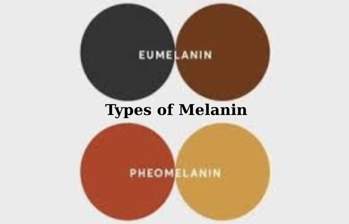 Melanin 