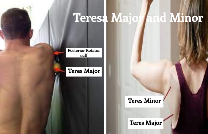 Teres Major (1)