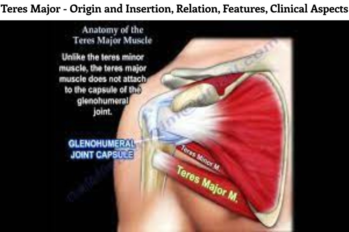 Teres Major