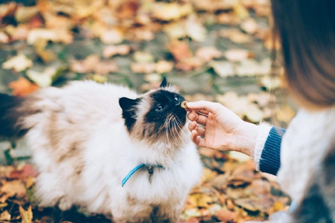 Good CBD Cat Treats that You Should Know