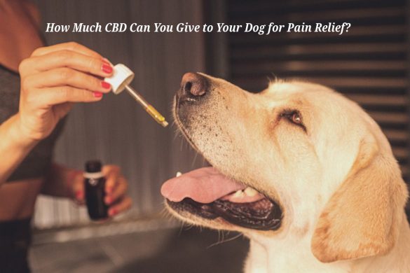 how much cbd can you give to your dog for pain relief_