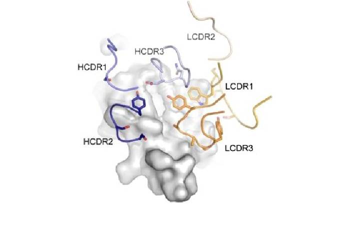 rabbit antibody