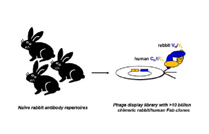 rabbit antibody