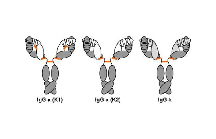 rabbit antibody