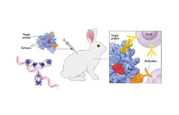 rabbit antibody