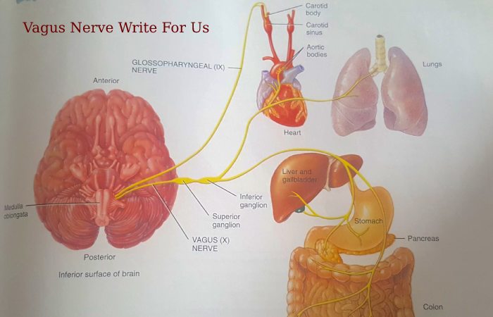Vagus Nerve Write For Us 