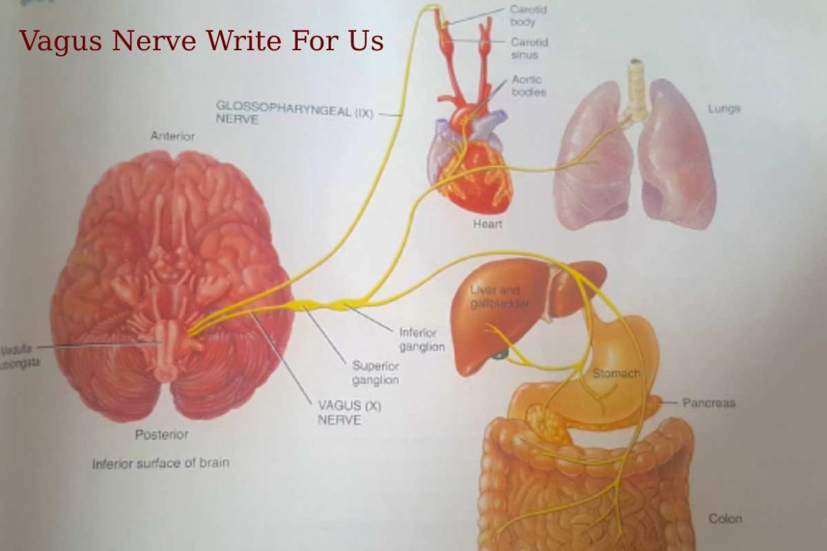 Vagus Nerve Write For Us