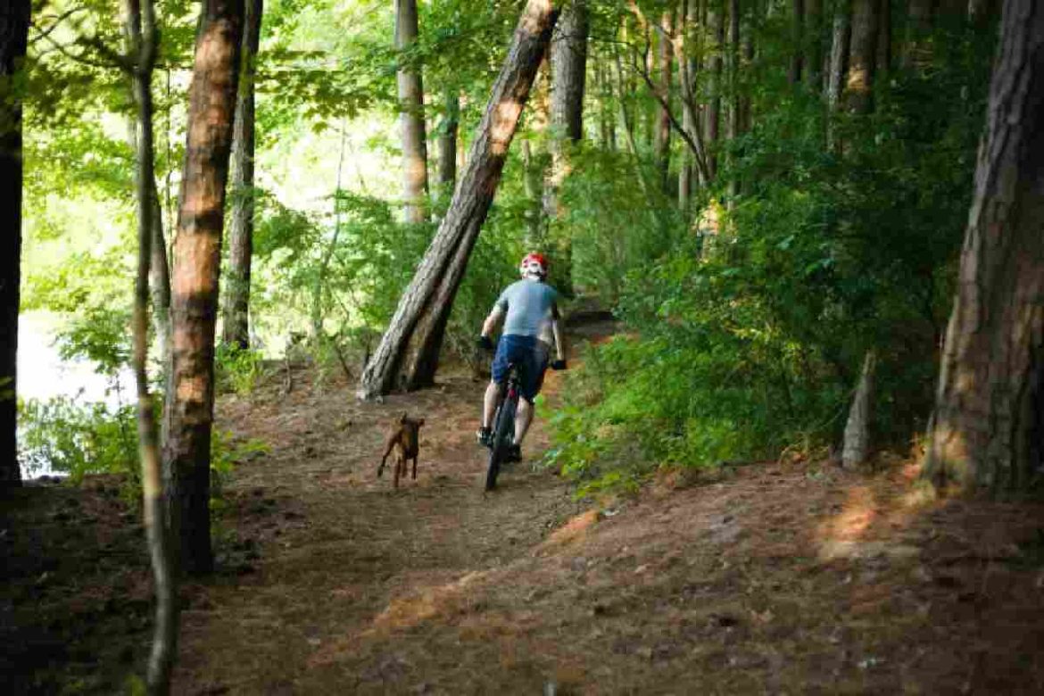 Fitness Ideas for Dog Lovers