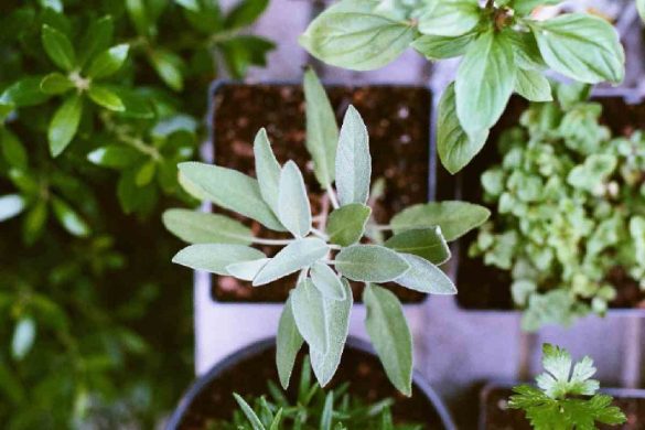 The Best Medical Plants to Add to Your Western US Herb Garden